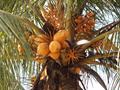 Coconut palm